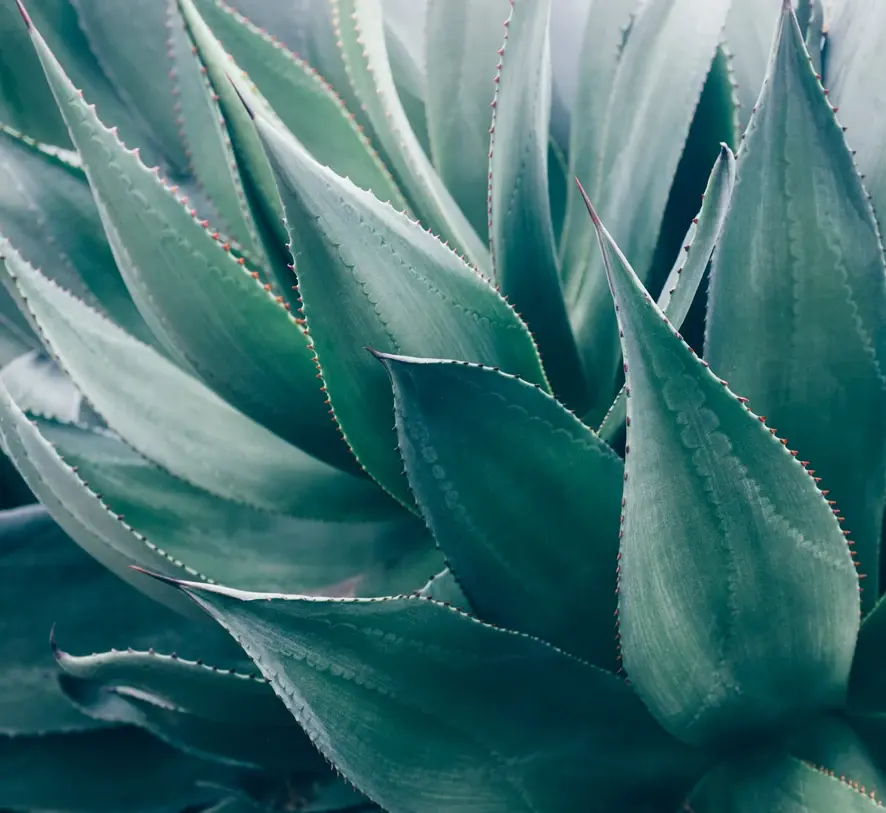 succulent